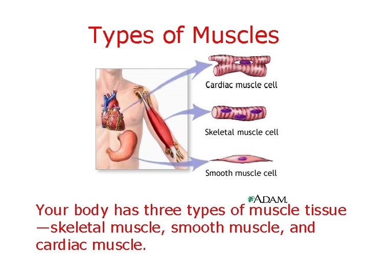 Types of Muscles Your body has three types of muscle tissue —skeletal muscle, smooth