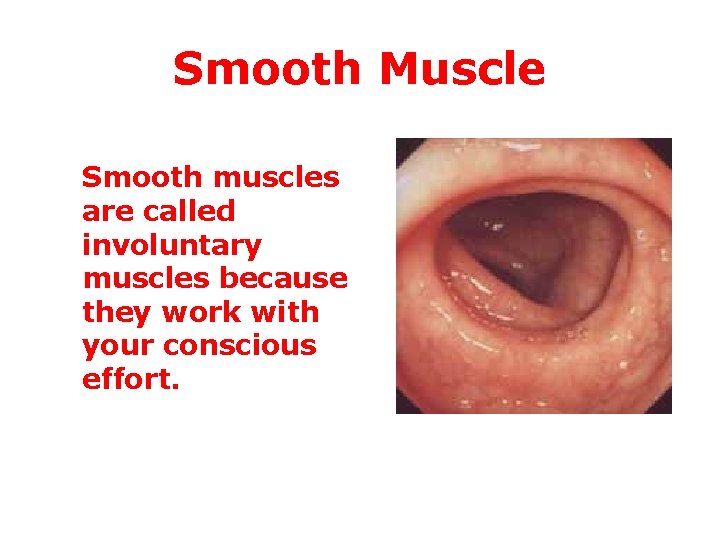 Smooth Muscle Smooth muscles are called involuntary muscles because they work with your conscious