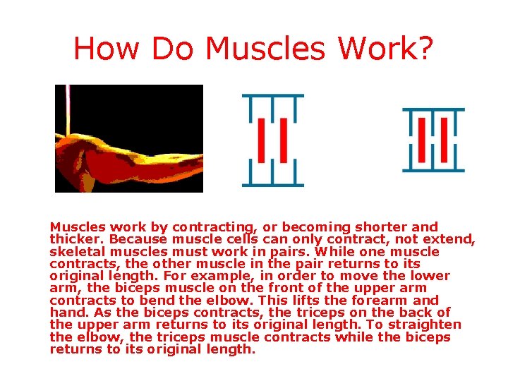 How Do Muscles Work? Muscles work by contracting, or becoming shorter and thicker. Because