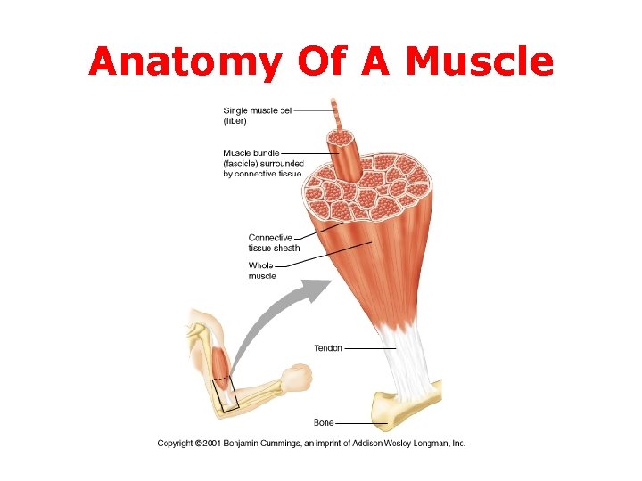 Anatomy Of A Muscle 