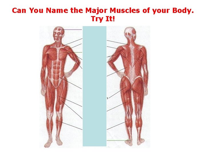 Can You Name the Major Muscles of your Body. Try It! 