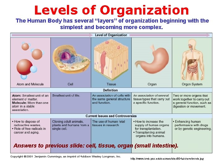 Levels of Organization The Human Body has several “layers” of organization beginning with the