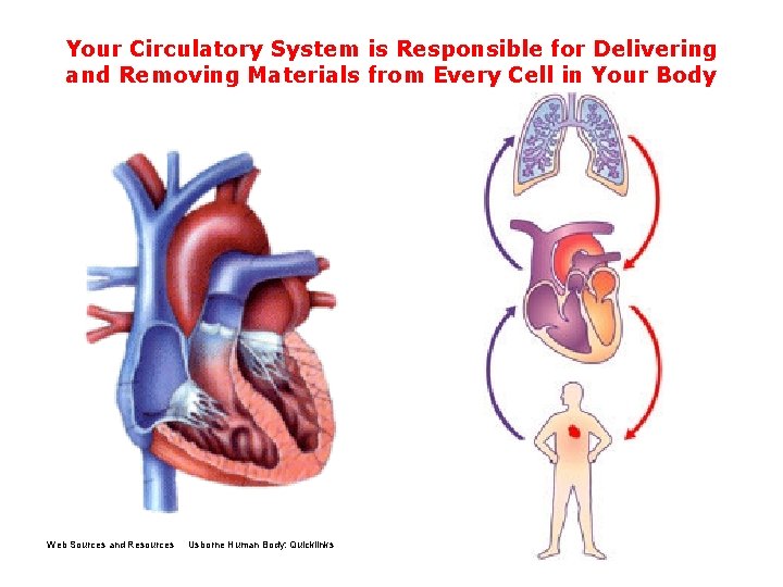 Your Circulatory System is Responsible for Delivering and Removing Materials from Every Cell in