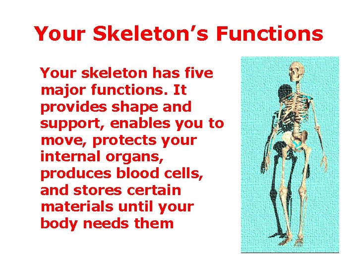 Your Skeleton’s Functions Your skeleton has five major functions. It provides shape and support,