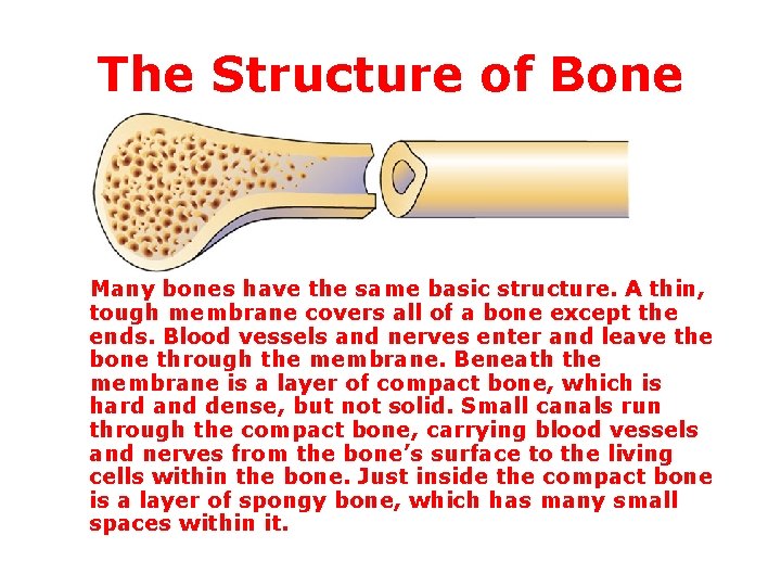 The Structure of Bone Many bones have the same basic structure. A thin, tough