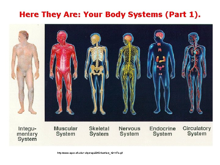 Here They Are: Your Body Systems (Part 1). http: //www. agen. ufl. edu/~chyn/age 2062/lect_19/147