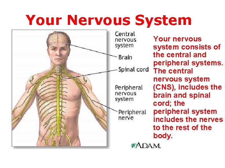 Your Nervous System Your nervous system consists of the central and peripheral systems. The