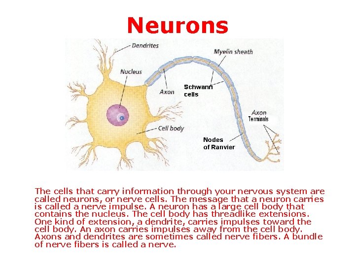 Neurons The cells that carry information through your nervous system are called neurons, or