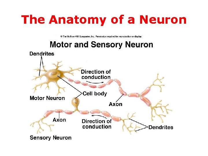 The Anatomy of a Neuron 