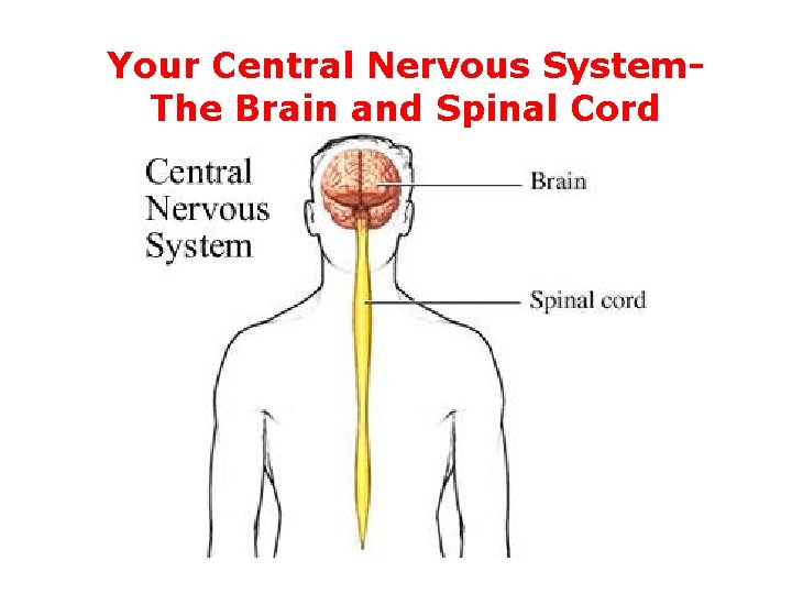 Your Central Nervous System. The Brain and Spinal Cord 