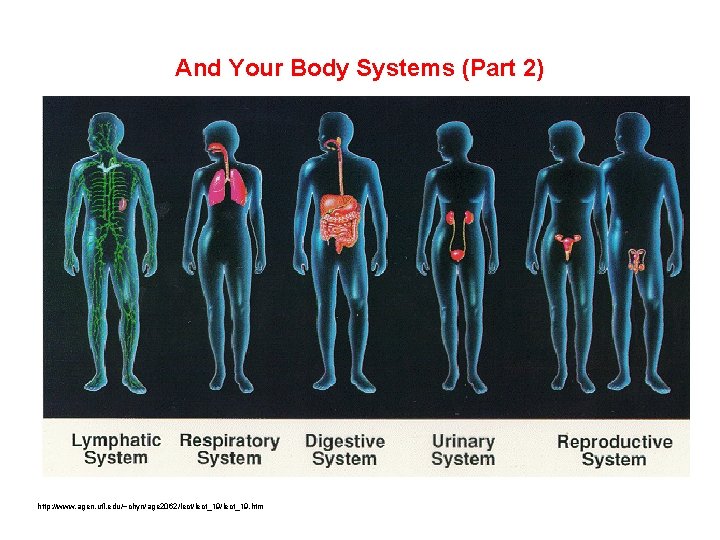 And Your Body Systems (Part 2) http: //www. agen. ufl. edu/~chyn/age 2062/lect_19/lect_19. htm 