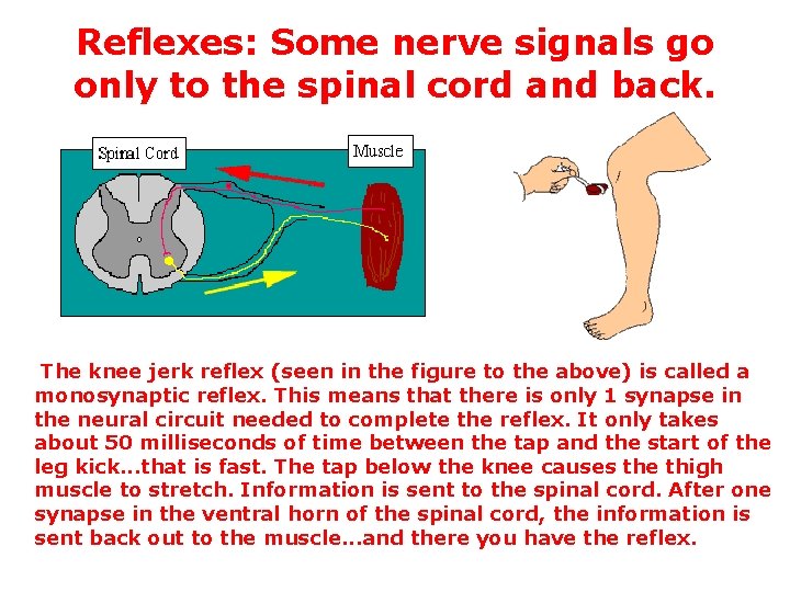 Reflexes: Some nerve signals go only to the spinal cord and back. The knee