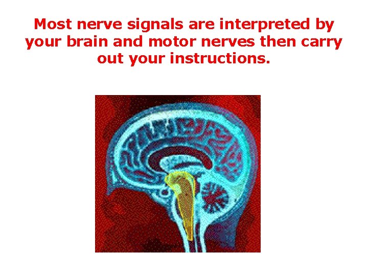 Most nerve signals are interpreted by your brain and motor nerves then carry out
