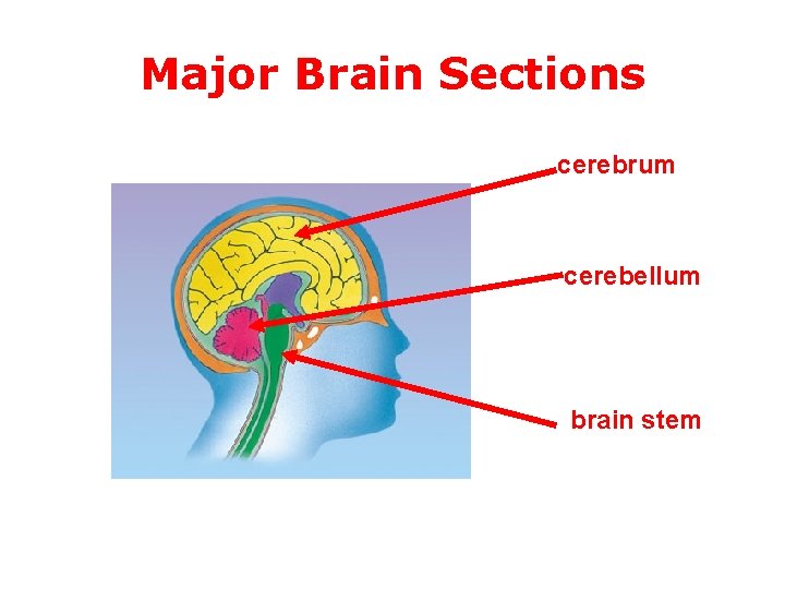 Major Brain Sections cerebrum cerebellum brain stem 