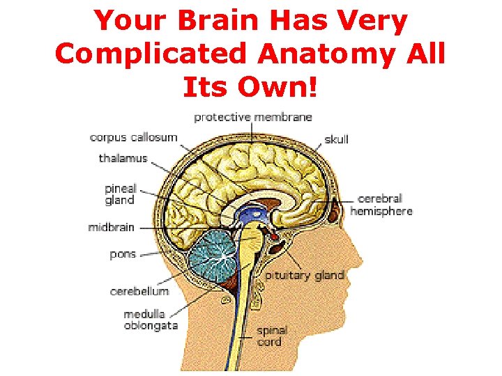 Your Brain Has Very Complicated Anatomy All Its Own! 