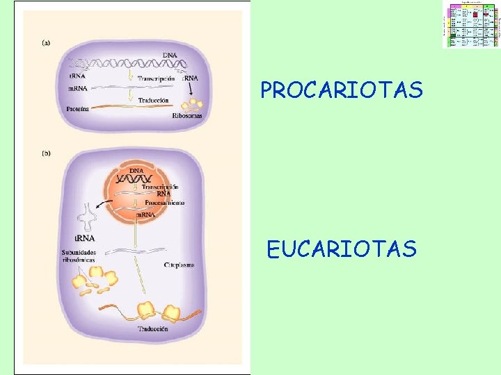 PROCARIOTAS EUCARIOTAS PROCARIOTAS EUCARIOTAS