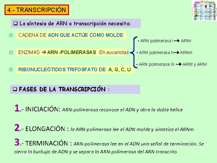 4. - TRANSCRIPCIÓN q La síntesis de ARN o transcripción necesita: CADENA DE ADN 4. - TRANSCRIPCIÓN q La síntesis de ARN o transcripción necesita: CADENA DE ADN