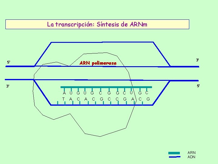 La transcripción: Síntesis de ARNm 5’ 3’ ARN polimerasa 5’ 3’ A U G La transcripción: Síntesis de ARNm 5’ 3’ ARN polimerasa 5’ 3’ A U G