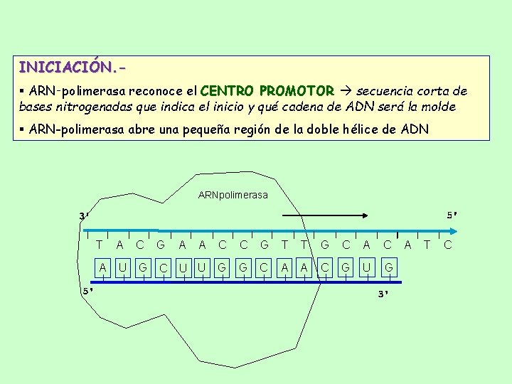 INICIACIÓN. § ARN‑polimerasa reconoce el CENTRO PROMOTOR secuencia corta de bases nitrogenadas que indica INICIACIÓN. § ARN‑polimerasa reconoce el CENTRO PROMOTOR secuencia corta de bases nitrogenadas que indica