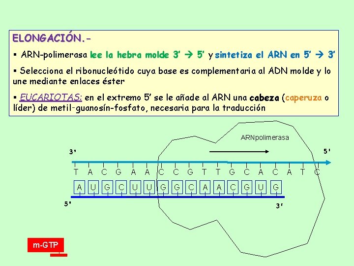 ELONGACIÓN. § ARN-polimerasa lee la hebra molde 3’ 5’ y sintetiza el ARN en ELONGACIÓN. § ARN-polimerasa lee la hebra molde 3’ 5’ y sintetiza el ARN en