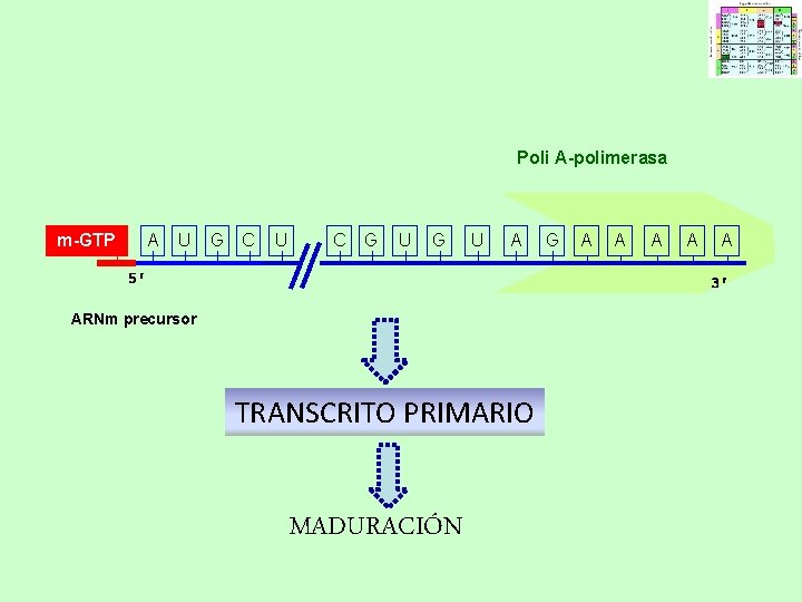 Poli A-polimerasa m-GTP A U G C U C G U A ARNm precursor Poli A-polimerasa m-GTP A U G C U C G U A ARNm precursor