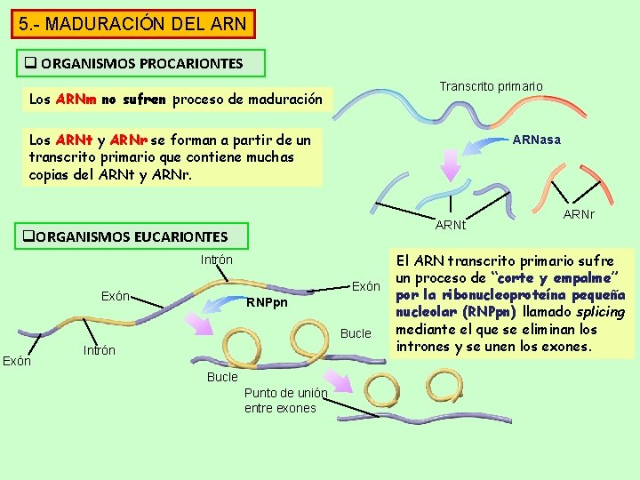 5. - MADURACIÓN DEL ARN q ORGANISMOS PROCARIONTES Transcrito primario Los ARNm no sufren 5. - MADURACIÓN DEL ARN q ORGANISMOS PROCARIONTES Transcrito primario Los ARNm no sufren
