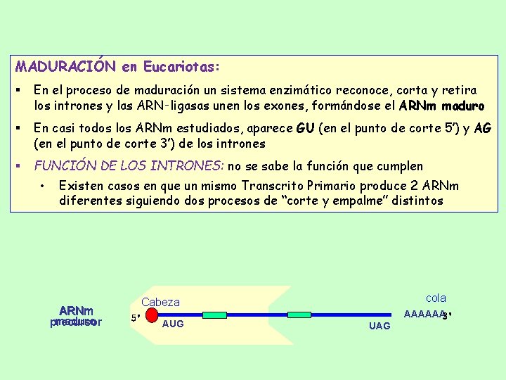 MADURACIÓN en Eucariotas: § En el proceso de maduración un sistema enzimático reconoce, corta MADURACIÓN en Eucariotas: § En el proceso de maduración un sistema enzimático reconoce, corta