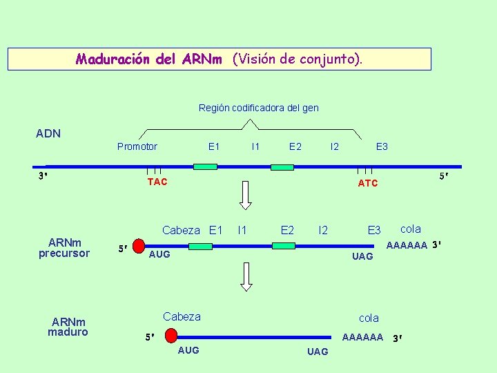 Maduración del ARNm (Visión de conjunto). Región codificadora del gen ADN Promotor E 1 Maduración del ARNm (Visión de conjunto). Región codificadora del gen ADN Promotor E 1