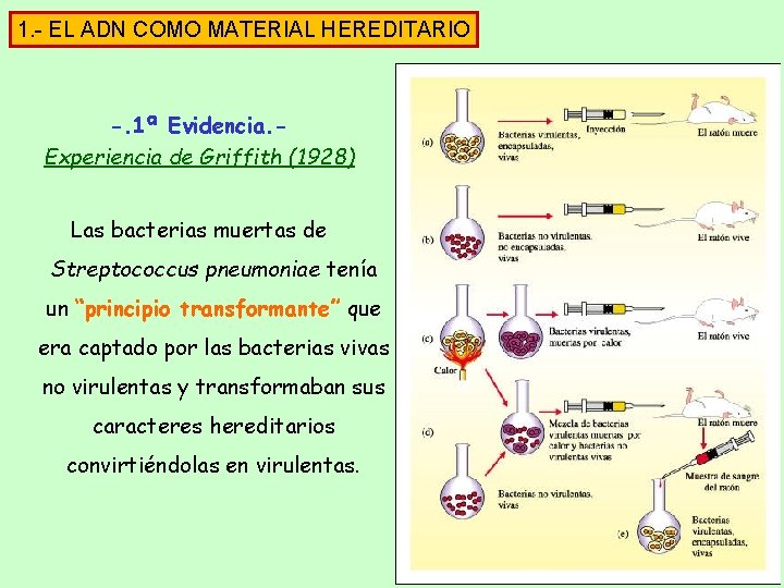 1. - EL ADN COMO MATERIAL HEREDITARIO -. 1ª Evidencia. Experiencia de Griffith (1928) 1. - EL ADN COMO MATERIAL HEREDITARIO -. 1ª Evidencia. Experiencia de Griffith (1928)