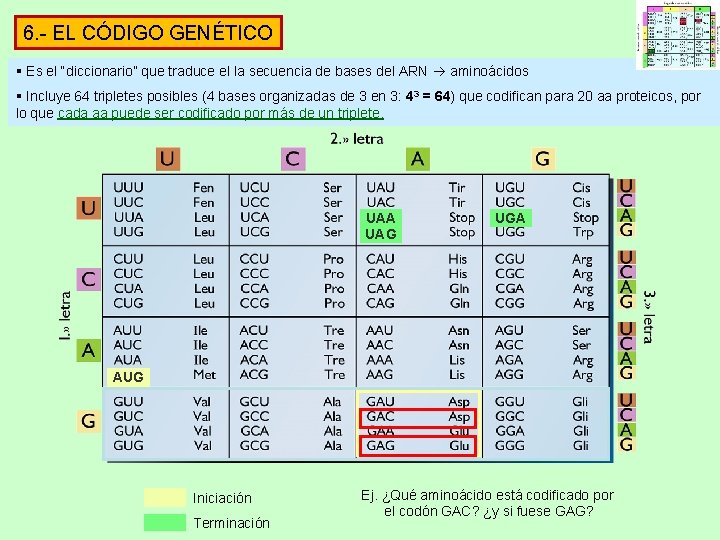6. - EL CÓDIGO GENÉTICO § Es el “diccionario” que traduce el la secuencia 6. - EL CÓDIGO GENÉTICO § Es el “diccionario” que traduce el la secuencia