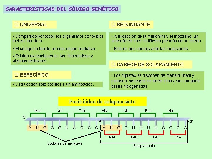 CARACTERÍSTICAS DEL CÓDIGO GENÉTICO q UNIVERSAL q REDUNDANTE • Compartido por todos los organismos CARACTERÍSTICAS DEL CÓDIGO GENÉTICO q UNIVERSAL q REDUNDANTE • Compartido por todos los organismos