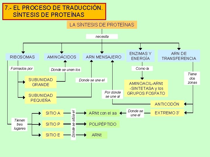 7. - EL PROCESO DE TRADUCCIÓN. SÍNTESIS DE PROTEÍNAS LA SÍNTESIS DE PROTEÍNAS necesita 7. - EL PROCESO DE TRADUCCIÓN. SÍNTESIS DE PROTEÍNAS LA SÍNTESIS DE PROTEÍNAS necesita