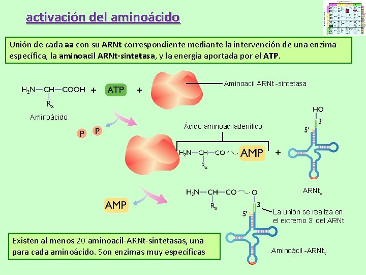 activación del aminoácido Unión de cada aa con su ARNt correspondiente mediante la intervención activación del aminoácido Unión de cada aa con su ARNt correspondiente mediante la intervención