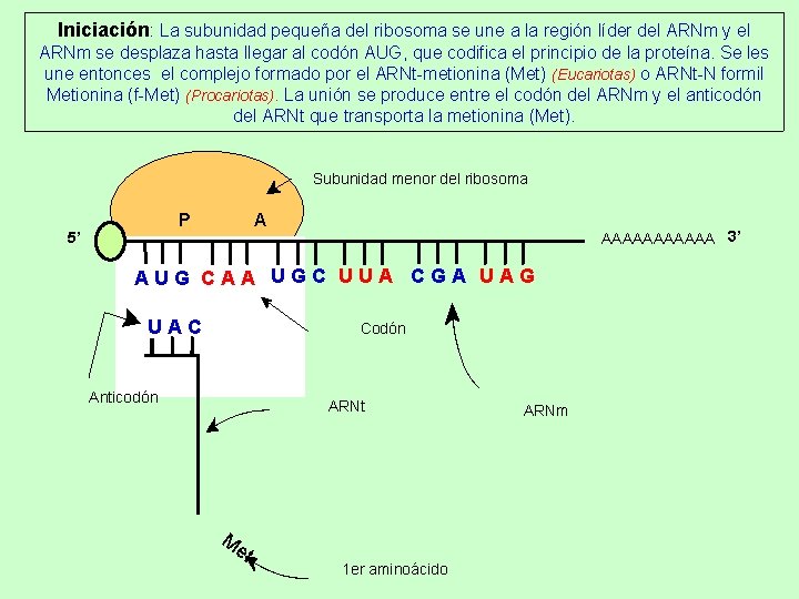 Iniciación: La subunidad pequeña del ribosoma se une a la región líder del ARNm Iniciación: La subunidad pequeña del ribosoma se une a la región líder del ARNm