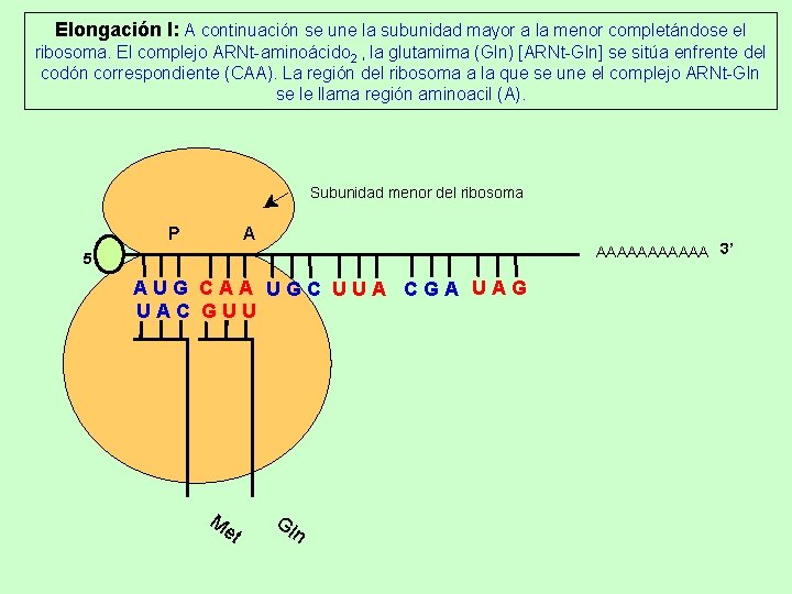 Elongación I: A continuación se une la subunidad mayor a la menor completándose el Elongación I: A continuación se une la subunidad mayor a la menor completándose el