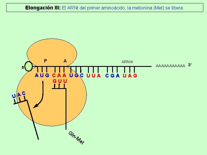 Elongación III: El ARNt del primer aminoácido, la metionina (Met) se libera. P A Elongación III: El ARNt del primer aminoácido, la metionina (Met) se libera. P A