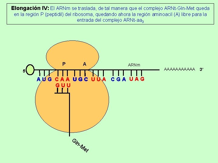Elongación IV: El ARNm se traslada, de tal manera que el complejo ARNt-Gln-Met queda Elongación IV: El ARNm se traslada, de tal manera que el complejo ARNt-Gln-Met queda
