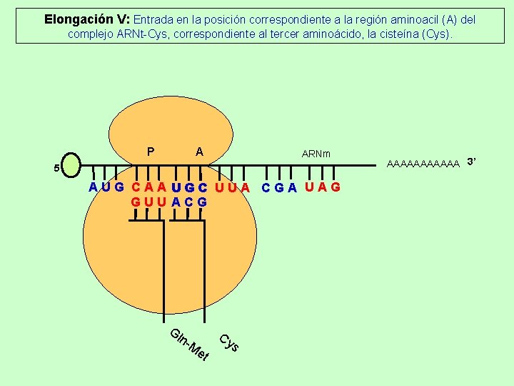 Elongación V: Entrada en la posición correspondiente a la región aminoacil (A) del complejo Elongación V: Entrada en la posición correspondiente a la región aminoacil (A) del complejo