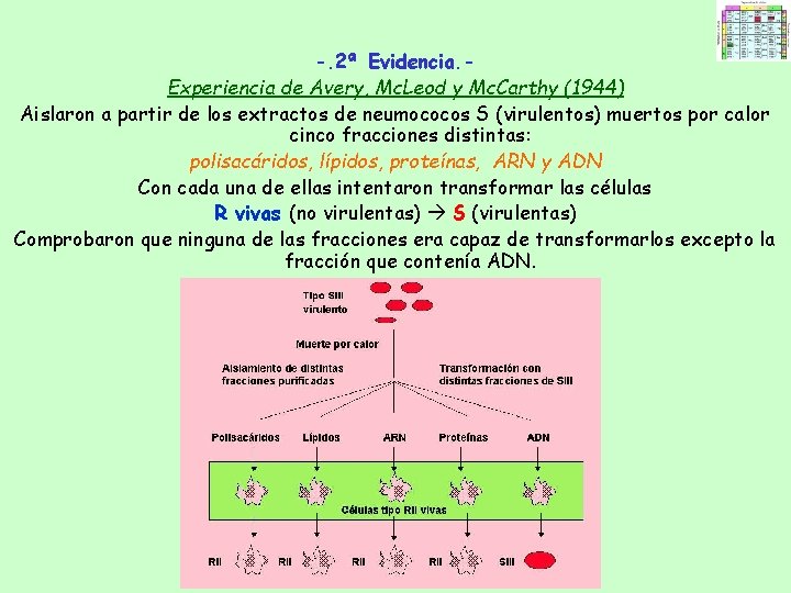 -. 2ª Evidencia. Experiencia de Avery, Mc. Leod y Mc. Carthy (1944) Aislaron a -. 2ª Evidencia. Experiencia de Avery, Mc. Leod y Mc. Carthy (1944) Aislaron a