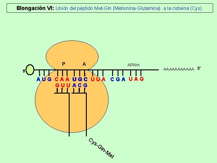 Elongación VI: Unión del péptido Met-Gln (Metionina-Glutamina) a la cisteína (Cys). P A ARNm Elongación VI: Unión del péptido Met-Gln (Metionina-Glutamina) a la cisteína (Cys). P A ARNm