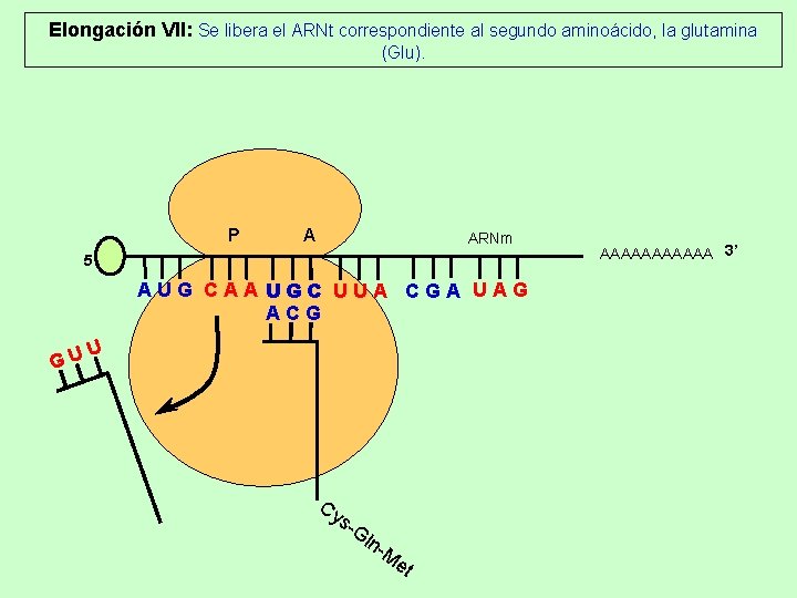Elongación VII: Se libera el ARNt correspondiente al segundo aminoácido, la glutamina (Glu). P Elongación VII: Se libera el ARNt correspondiente al segundo aminoácido, la glutamina (Glu). P