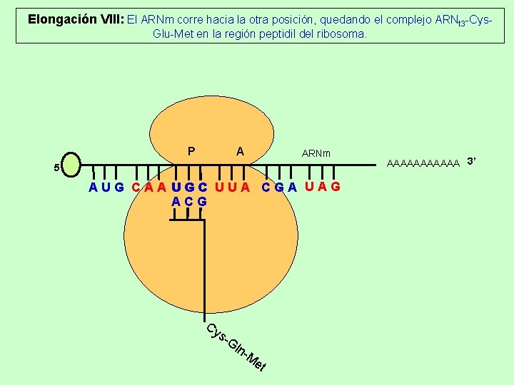Elongación VIII: El ARNm corre hacia la otra posición, quedando el complejo ARNt 3 Elongación VIII: El ARNm corre hacia la otra posición, quedando el complejo ARNt 3