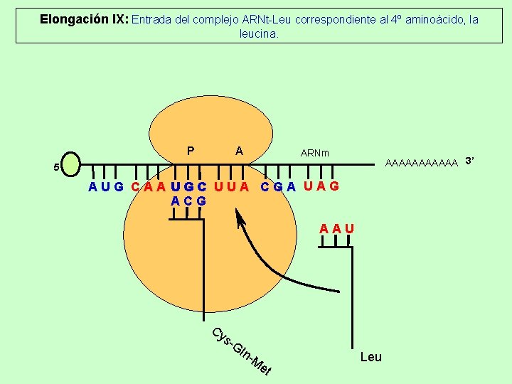 Elongación IX: Entrada del complejo ARNt-Leu correspondiente al 4º aminoácido, la leucina. P A Elongación IX: Entrada del complejo ARNt-Leu correspondiente al 4º aminoácido, la leucina. P A