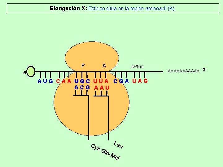 Elongación X: Este se sitúa en la región aminoacil (A). P A ARNm 5’ Elongación X: Este se sitúa en la región aminoacil (A). P A ARNm 5’