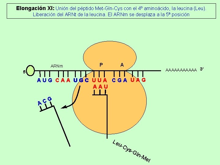 Elongación XI: Unión del péptido Met-Gln-Cys con el 4º aminoácido, la leucina (Leu). Liberación Elongación XI: Unión del péptido Met-Gln-Cys con el 4º aminoácido, la leucina (Leu). Liberación
