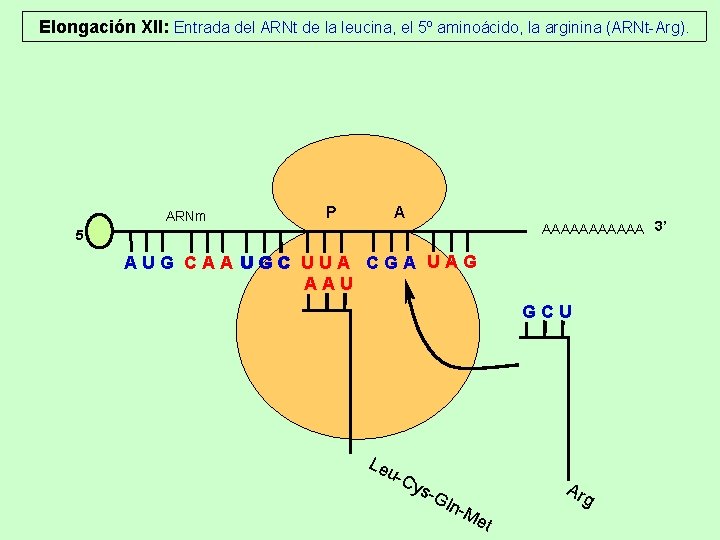 Elongación XII: Entrada del ARNt de la leucina, el 5º aminoácido, la arginina (ARNt-Arg). Elongación XII: Entrada del ARNt de la leucina, el 5º aminoácido, la arginina (ARNt-Arg).