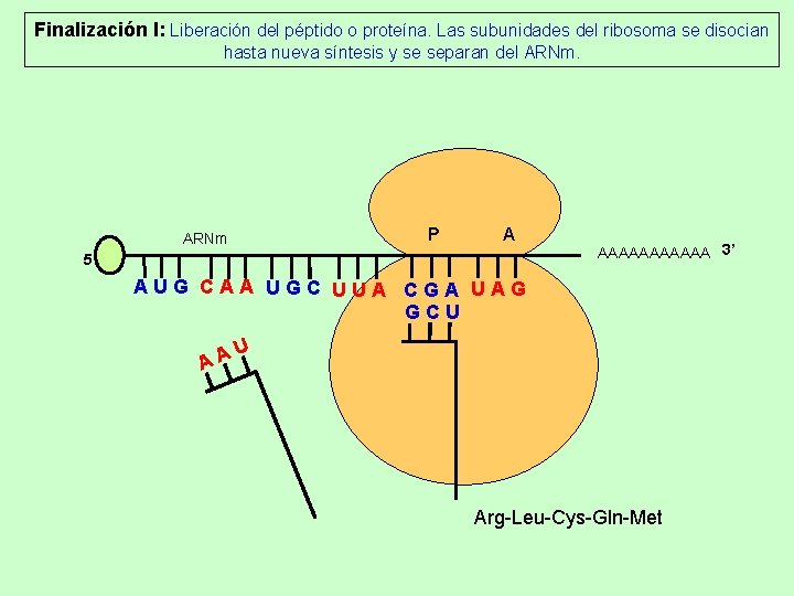 Finalización I: Liberación del péptido o proteína. Las subunidades del ribosoma se disocian hasta Finalización I: Liberación del péptido o proteína. Las subunidades del ribosoma se disocian hasta