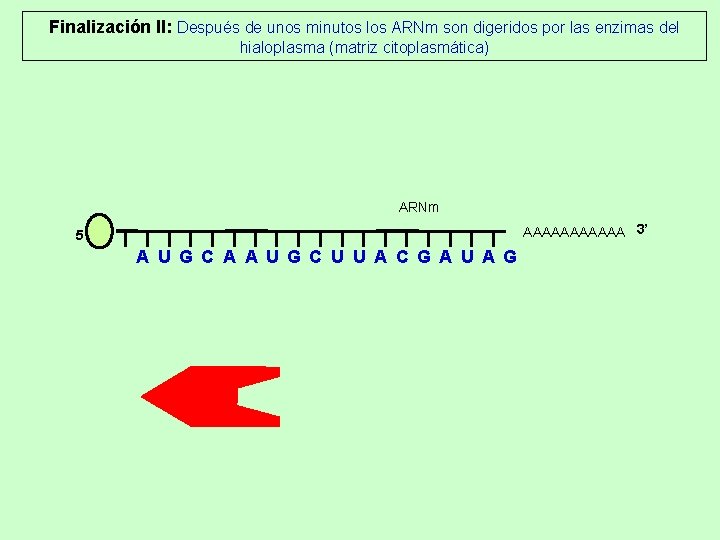 Finalización II: Después de unos minutos los ARNm son digeridos por las enzimas del Finalización II: Después de unos minutos los ARNm son digeridos por las enzimas del
