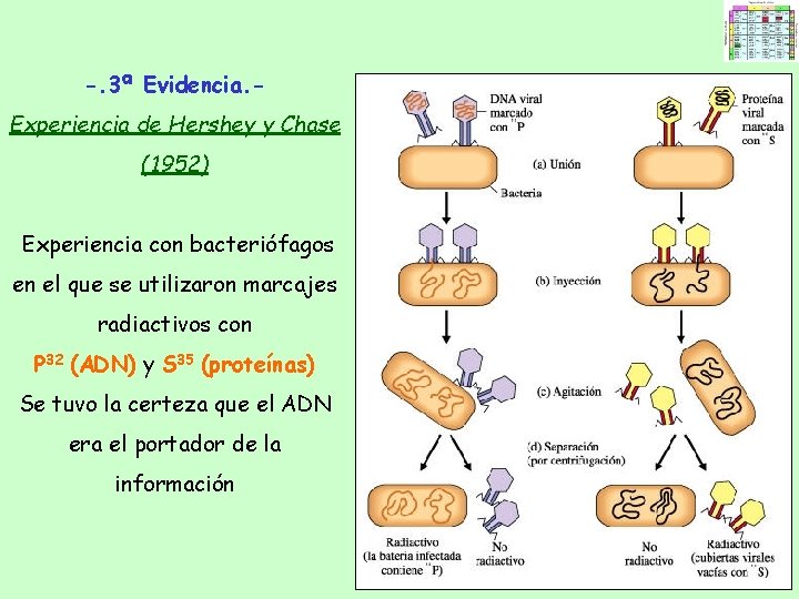 -. 3ª Evidencia. Experiencia de Hershey y Chase (1952) Experiencia con bacteriófagos en el -. 3ª Evidencia. Experiencia de Hershey y Chase (1952) Experiencia con bacteriófagos en el