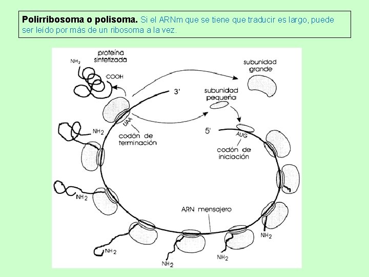 Polirribosoma o polisoma. Si el ARNm que se tiene que traducir es largo, puede Polirribosoma o polisoma. Si el ARNm que se tiene que traducir es largo, puede